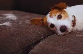 Dog lying on couch with fur