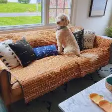 Dog sitting on cozy sofa