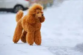 Elegant poodle standing on snowy winter street.