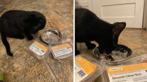  eating Smalls Cat Food from a bowl