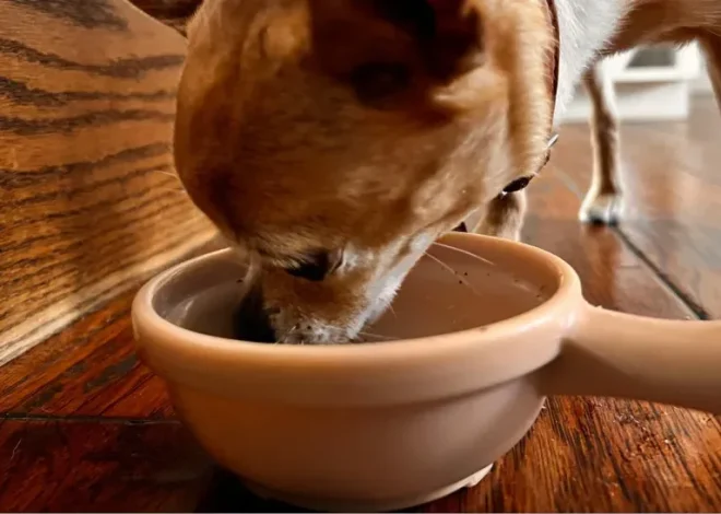 The Ultimate Guide to Pets Table: Everything You Need to Know