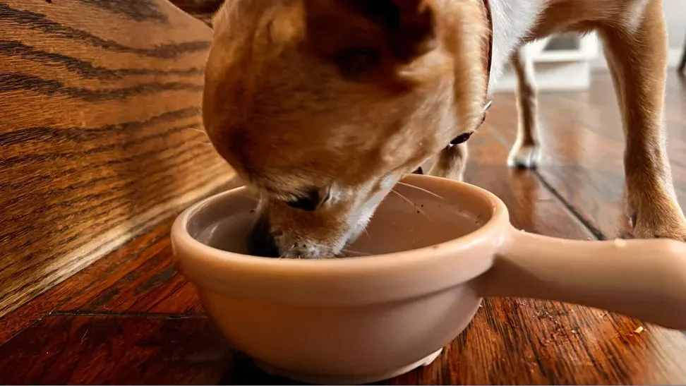 A small dog from the pets table eating