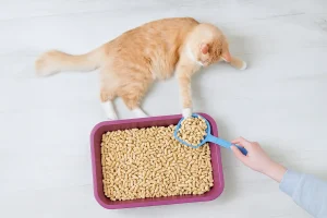 Cat lying beside pellet-filled tray