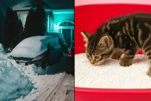 Snowy night and kitten in red litter tray